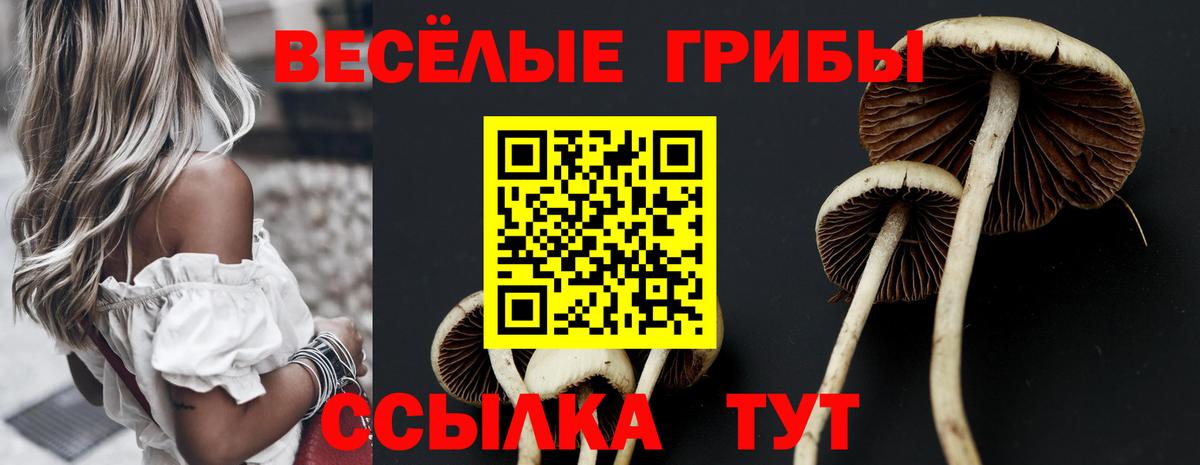 Псилоцибиновые грибы Psilocybine cubensis Борзя